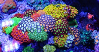 Coral Species