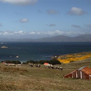 Carcass Island, Falklands