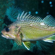 Greenspotted Rockfish (Aka: Bolina)