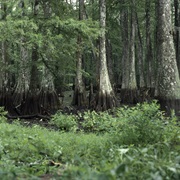 Bayou Cocodrie National Wildlife Refuge