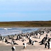 Bluff Cove Falklands