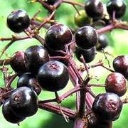 Elderberrys