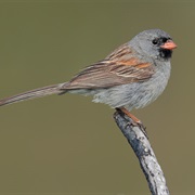 Black-Chinned Sparrow