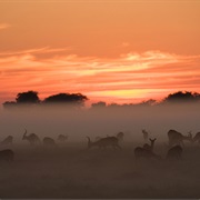 Kafue National Park, Zambia