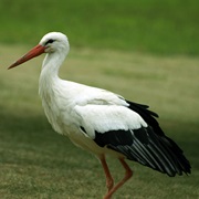 White Stork (Multiple)