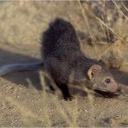 Black-Footed Mongoose