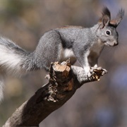 Abert&#39;s Squirrel