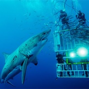 Dive With Sharks in South Africa