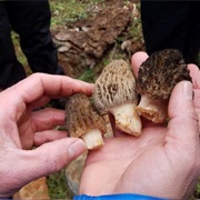 Pick Mushrooms With the Cascade Mycological Society