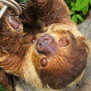 Hold a Baby Sloth, in the Amazon Rain Forest