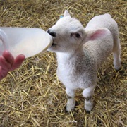 Feed a Lamb