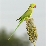Rose-Ringed Parakeet