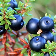Crowberry (Empetrum Nigrum)