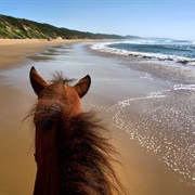 Horse Riding on a Beach