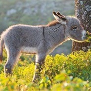 Adopt a Donkey