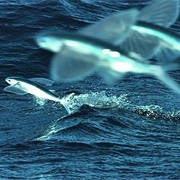 A Glide of Flying Fish