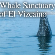 Whale Sanctuary of El Vizcaino