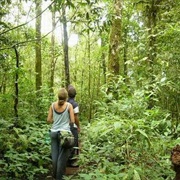 Go on a Rainforest Hike