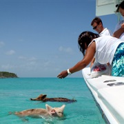Feed Swimming Pigs in Exuma, the Bahamas.