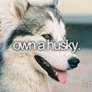 Own a Husky