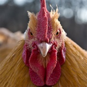 Alektorophobia – the Fear of Chickens