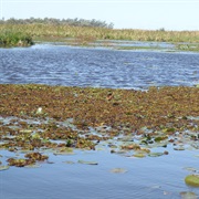 Iberá Wetlands, Argentina
