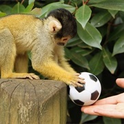 Play With Monkeys