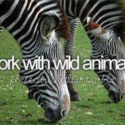 Work With Wild Animals