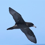 Flesh-Footed Shearwater
