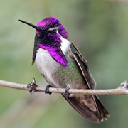 Costa&#39;s Hummingbird