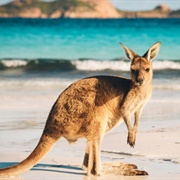 Kangaroo Island, Australia