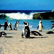 See Penguins in South Africa