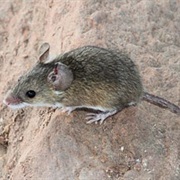 Pygmy Mice