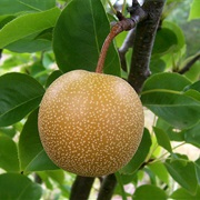 Asian Pear (Pyrus Pyrifolia)