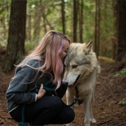 Wolf Sactuary Predators of the Heart in Anacortes, Washington