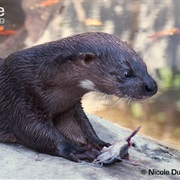 Hairy-Nosed Otter