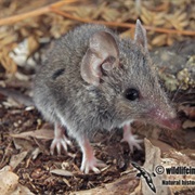 White-Footed Dunnart