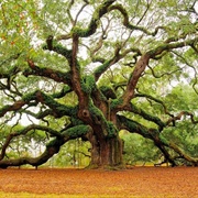 Charleston Angel Oak, USA