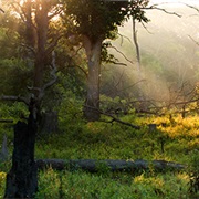 Swamp White Oak Preserve