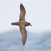 Great-Winged Petrel