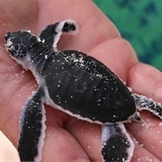 Volunteer With a Sea Turtle Conservation Project