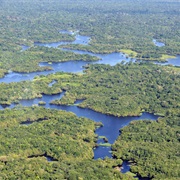 Amazonas Rainforest Near Manaus, Brazil