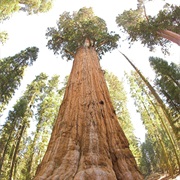 General Sherman Giant Sequoia Contains >52,000 Cubic Feet Material