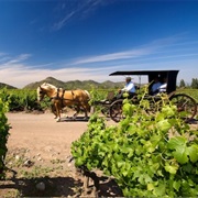 Relaxing in Chilean Wine Country