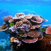 See Coral Reef