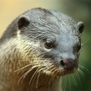 Smooth-Coated Otter