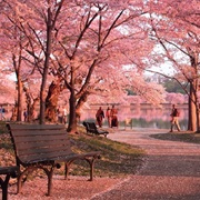 Cherry Blossoms of Washington