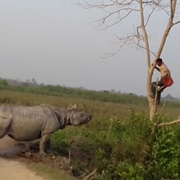Being Chased by a Rhino