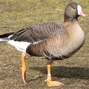Lesser White-Fronted Goose