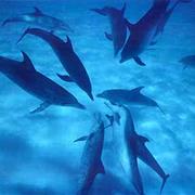 Swim, Dive or Snorkel With Wild Dolphins